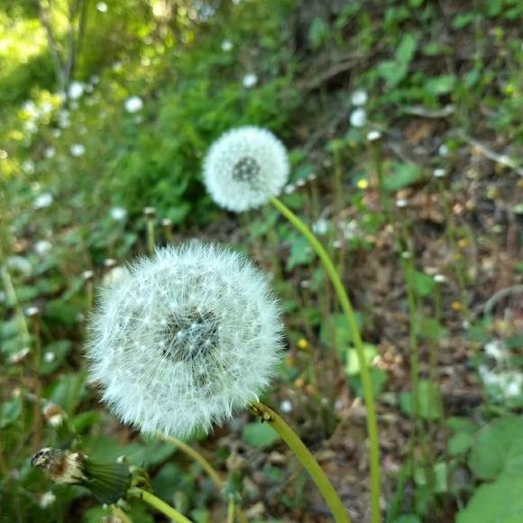 Meet your Posher, Joani - Picture 5 of 8